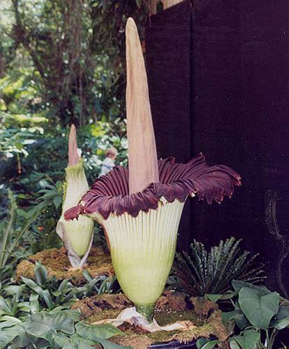 Titan Arum