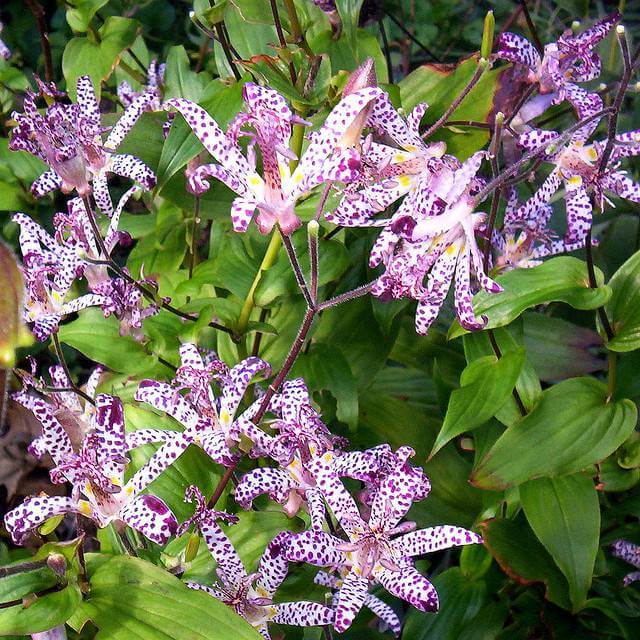 Toad Lillies