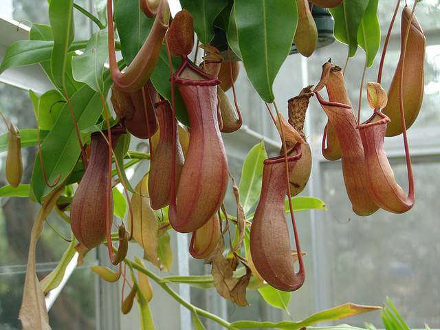 Tropical Pitcher Plant