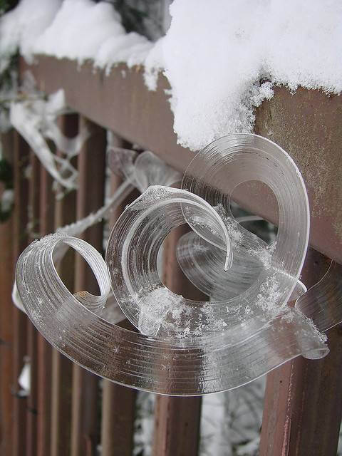 Type of Frost Flower