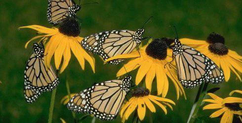 Using Flowers To Attract Or Repel Certain Critters