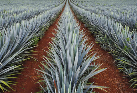 Agave plants