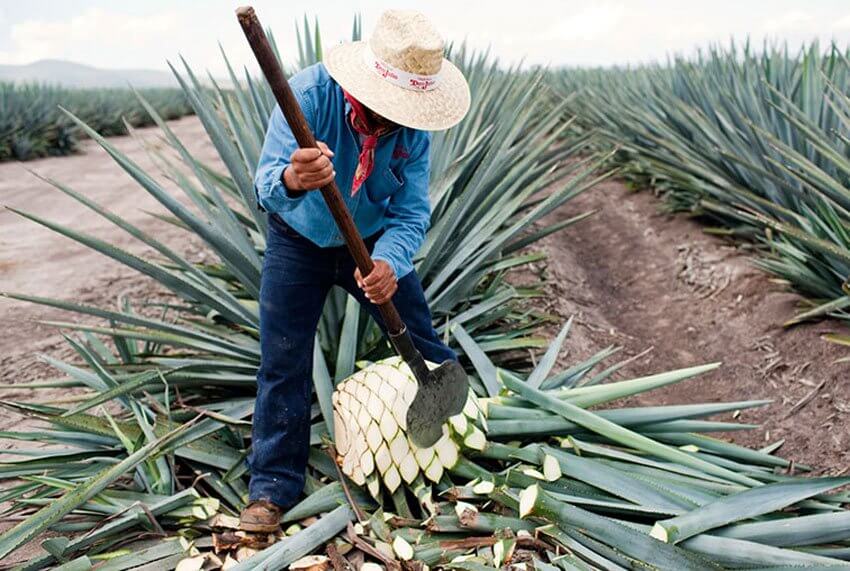 Harvesting agave