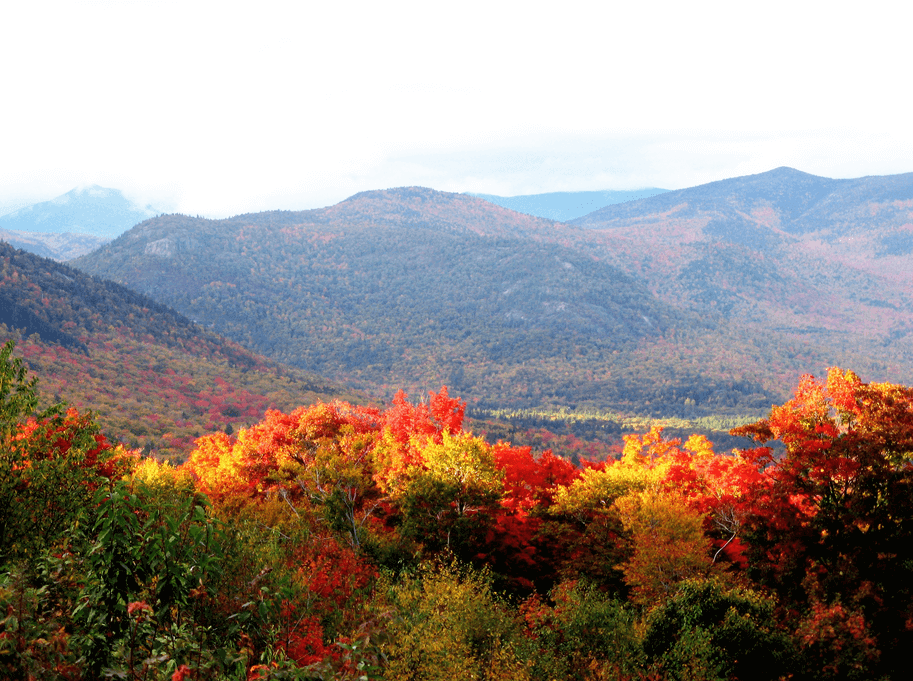 Autumn trees