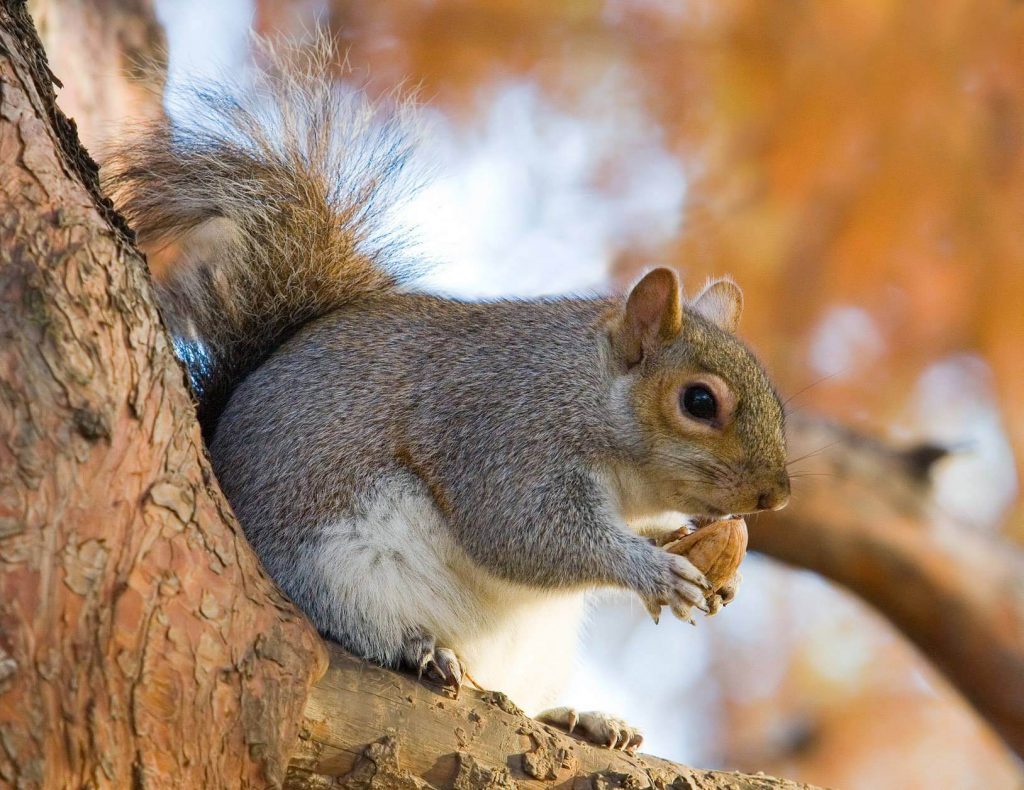 Squirrel storing food