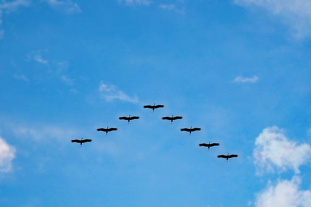 Birds migrating