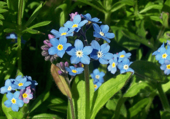 What’s The Difference Between Annuals, Biennials, and Perennials?