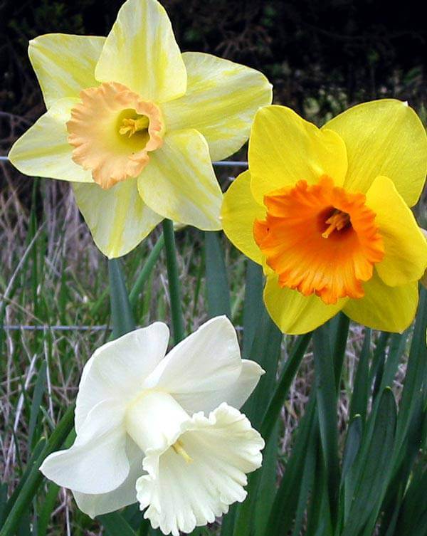 Daffodil  About Flowers