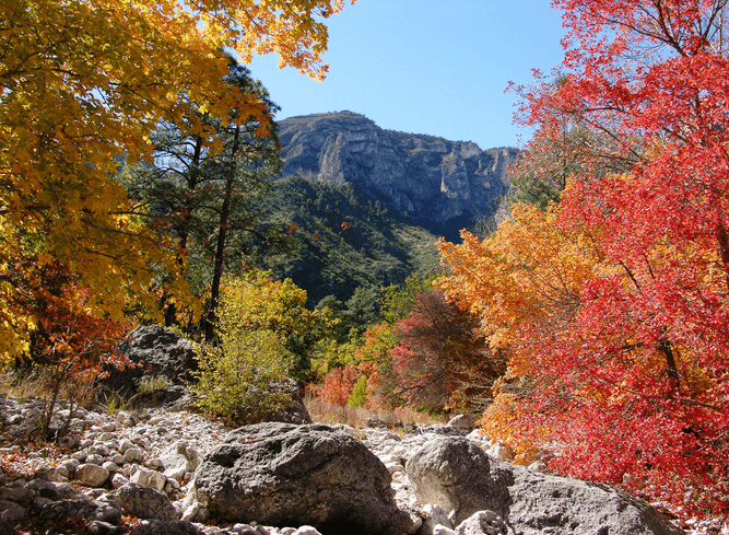 Why Leaves Change Color In The Fall