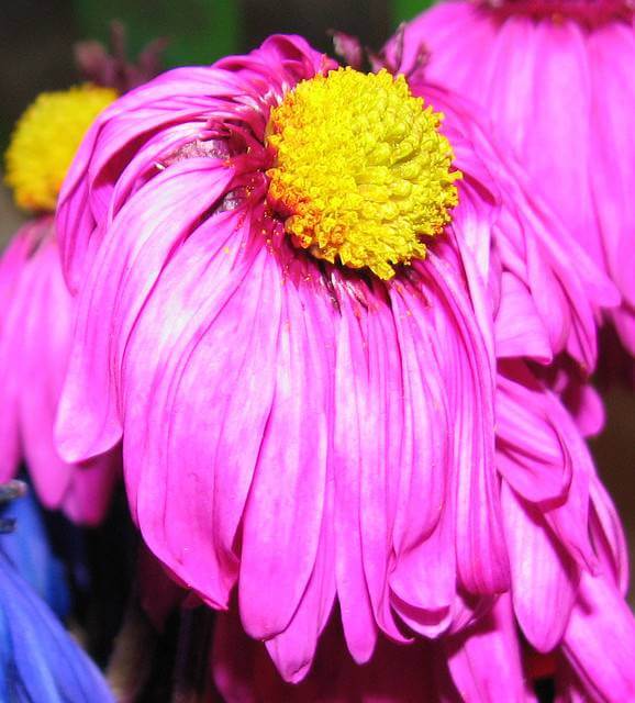 Wilting Aster