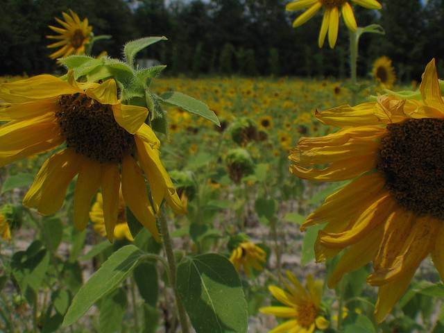 Wilting Sunflowers