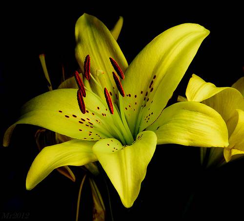 Yellow Lilly