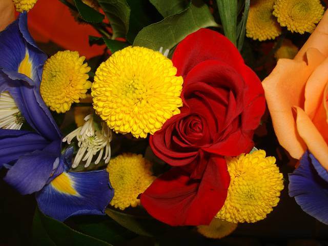 Yellow & Red Flowers