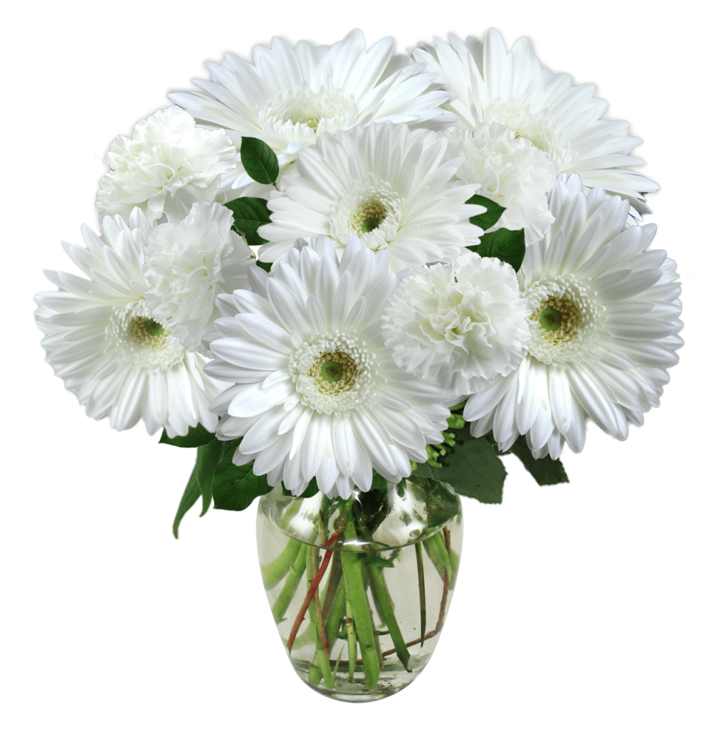 Sympathy Gerbera Daisies