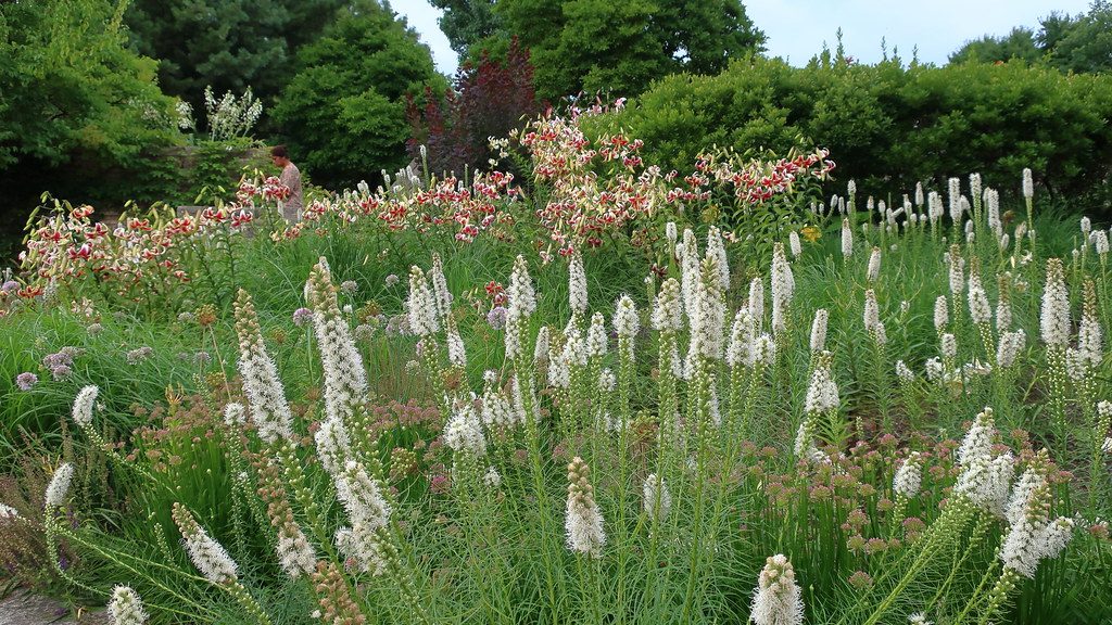 White Liatris