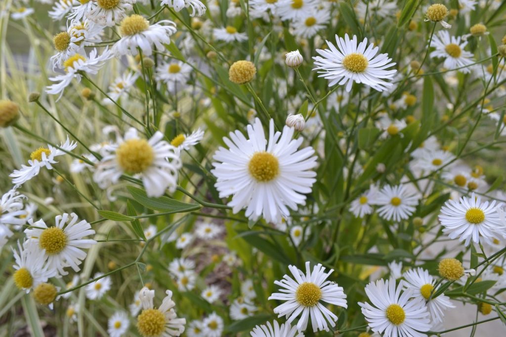 Aster Flowers