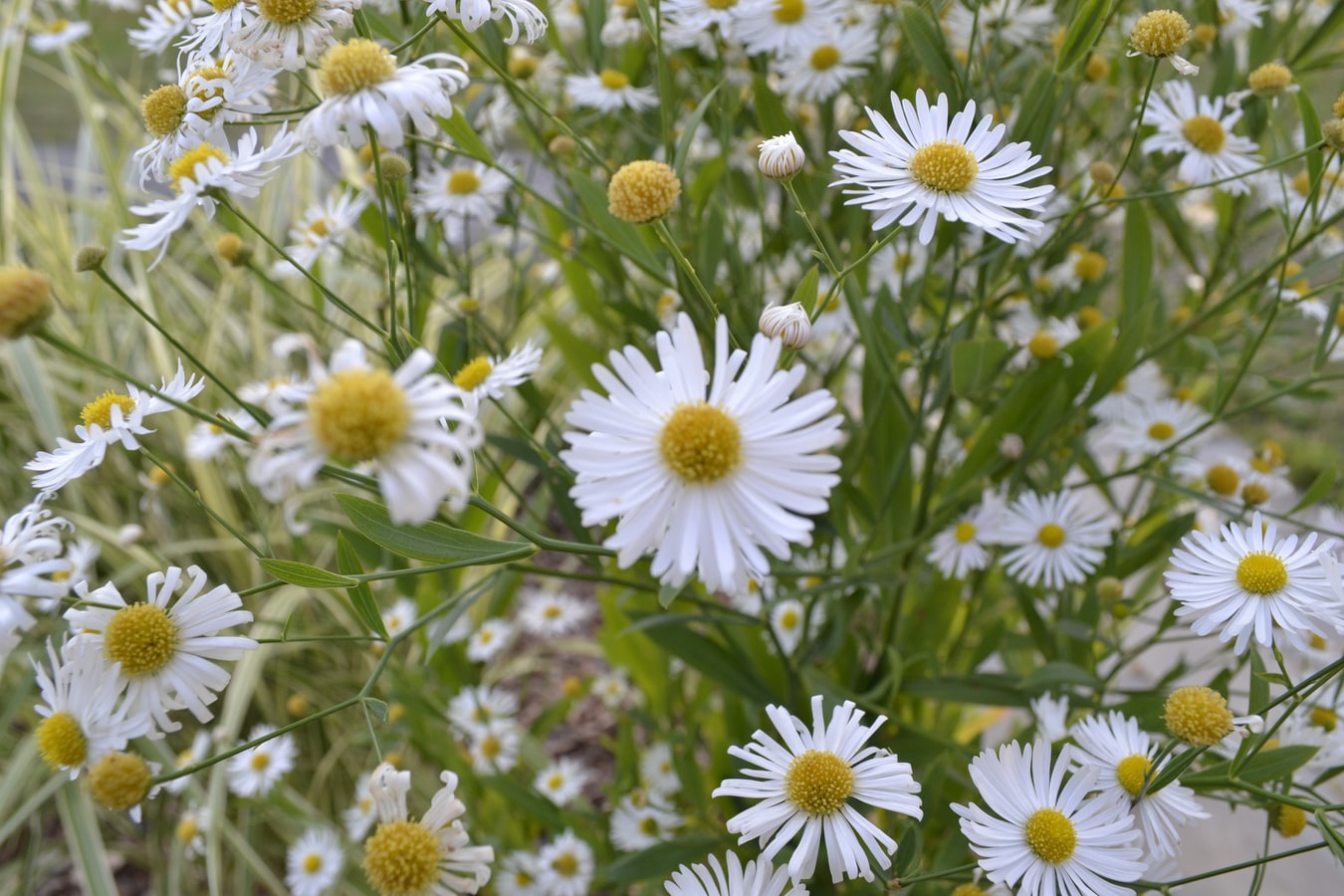 Flowers that Attract Butterflies and Hummingbirds - Avas Flowers