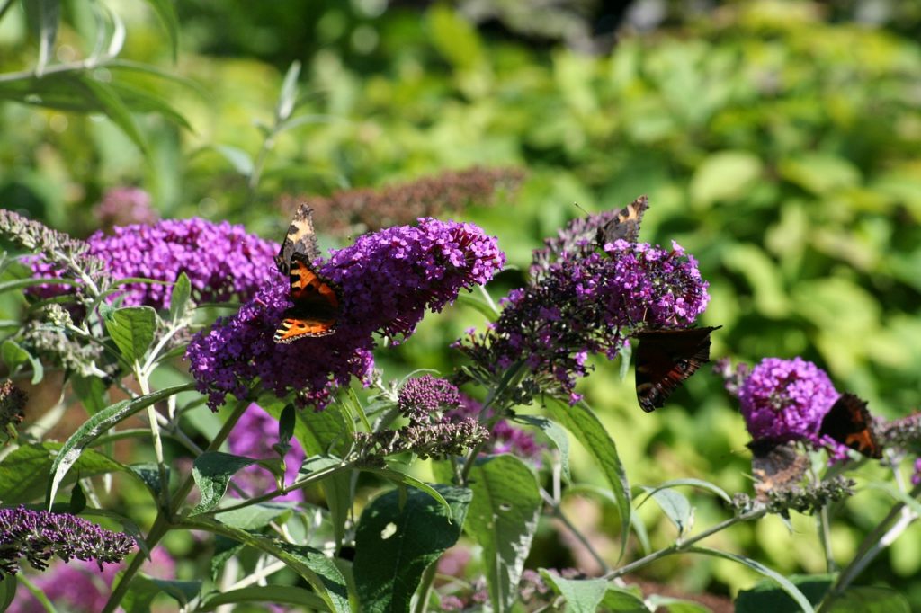 Butterfly Bush