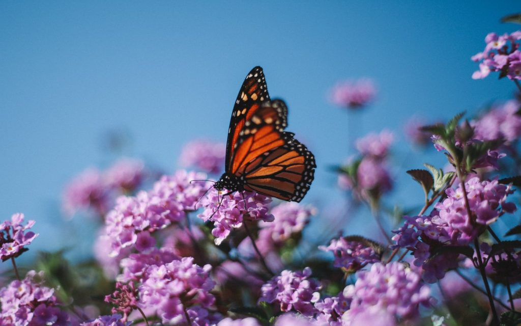 Butterfly on a flower