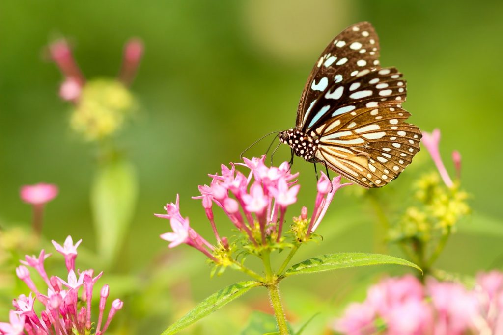 Flowers that Attract Butterflies and Hummingbirds