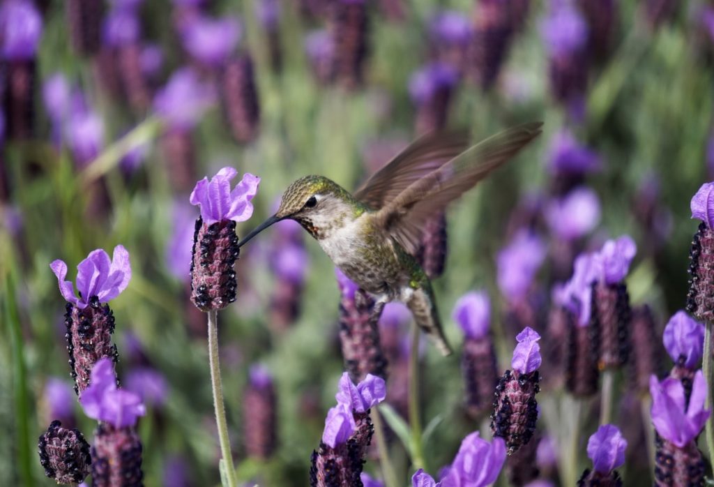 Hummingbird on Lavender Flower