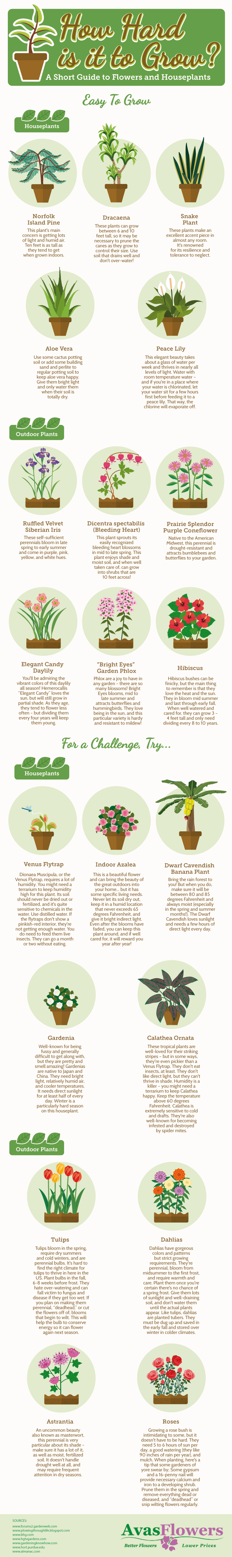 How Hard is it to Grow? - Avasflowers.net - Infographic