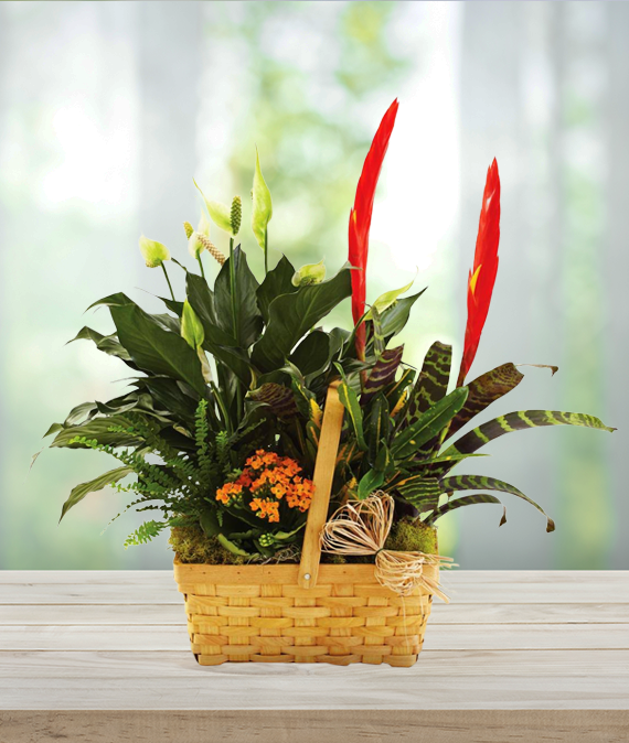 Assorted Plants in a Basket