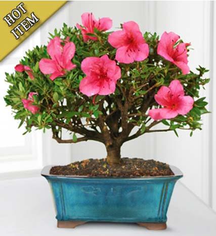 Flowers: Blooming Azalea Bonsai