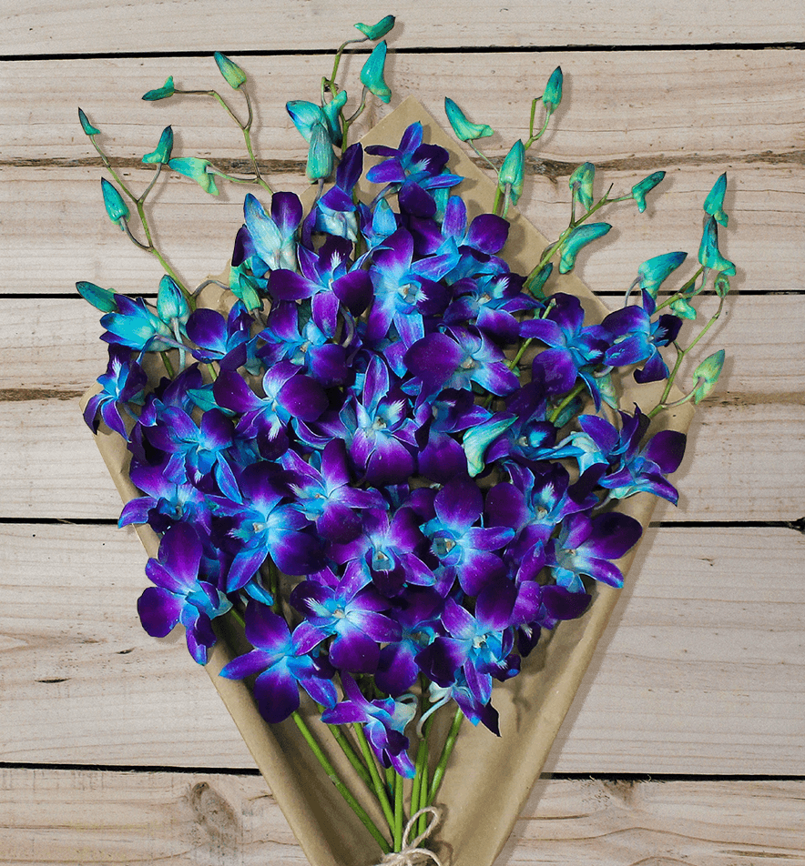 Blue orchids on sale