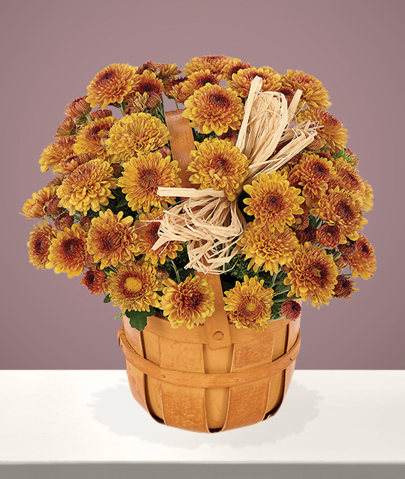 Bronze mums on sale
