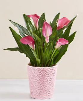 Calla Lily Plant