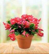 Christmas Cactus