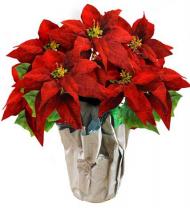 Holiday Poinsettia Plant - Farm Fresh
