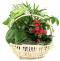 Dish Garden - Farm Fresh