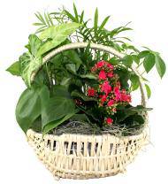 Dish Garden - Farm Fresh