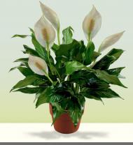 Comfort Peace Lily