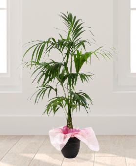 Comforting Palm Plant