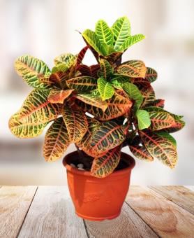 Croton Petra Planter