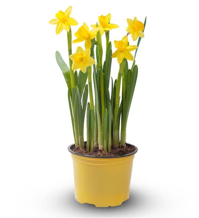 Daffodil Planter