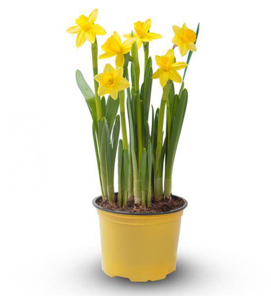 Flowers: Daffodil Plant