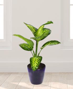 Dieffenbachia Plant