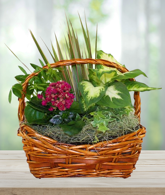 Basket dish sales
