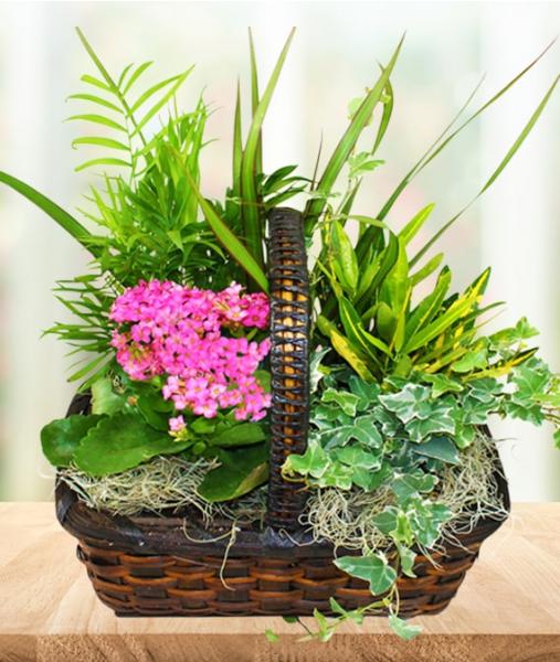 Assorted Blooming Plants In A Basket - Standard