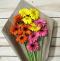 Gerbera Daisies - Farm Fresh