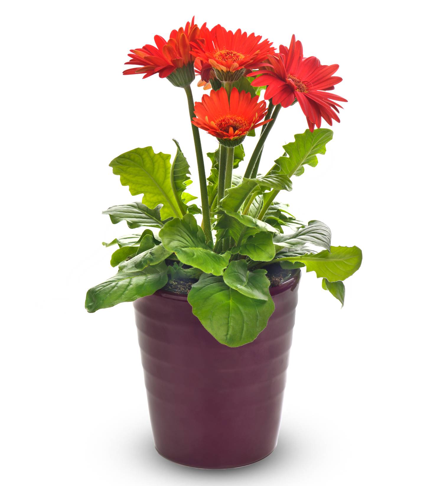 Gerbera Planter | Avas Flowers