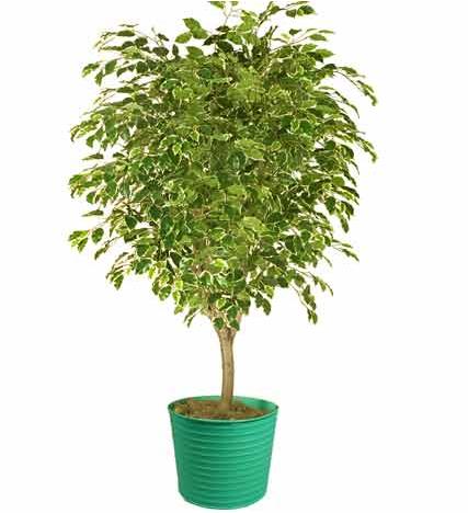 Ficus Tree - Premium