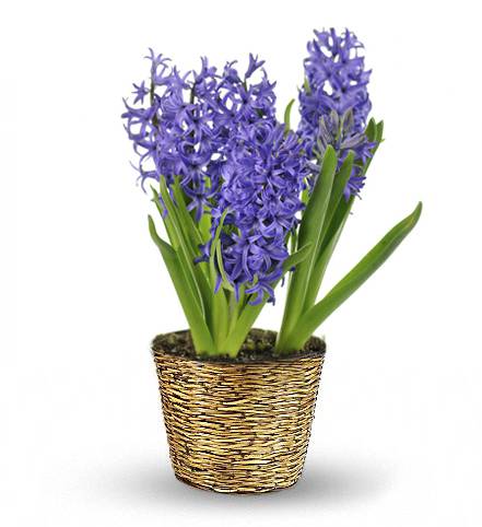 Heavenly Hyacinth Plant