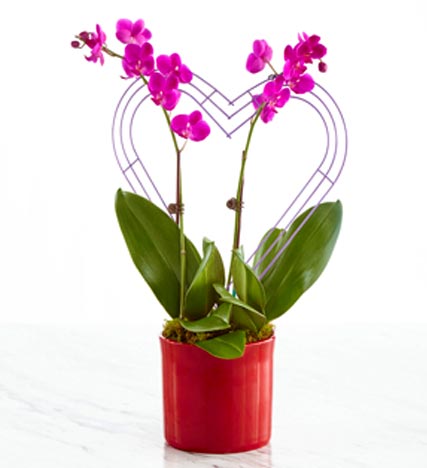 It Takes Two Valentine's Day Orchid