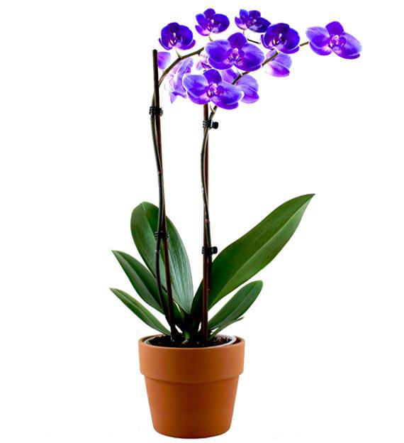 Lavender Orchid Plant