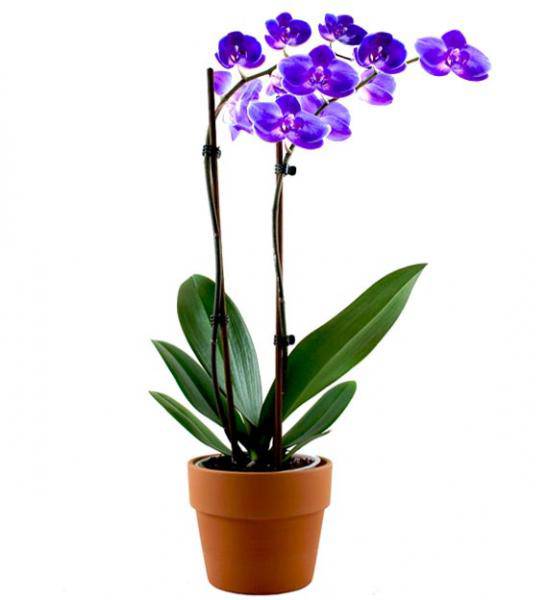 Lavender Orchid Plant - Double Stem